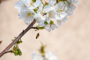 Obraz premium Api e fiori di ciliegio 5