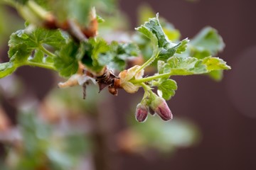 The branch of a bush, currants and gooseberries, hydride. Flowering bush, flowers are dark red. The...