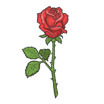 Rose flower color sketch engraving vector illustration. T-shirt apparel print design. Scratch board imitation. Black and white hand drawn image.