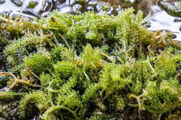 Close-up Bunch of seaweed in farm with water .Bunch of seaweed or Sea Grapes.It is a high-fiber, low-calorie food.