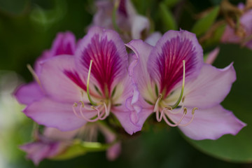Fototapeta na wymiar Beautiful pink flowers growing in the garden