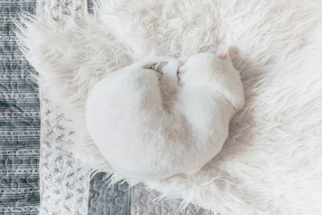 A cute white sheared cat is sleeping on a white fur blanket. Flat lay. Top view