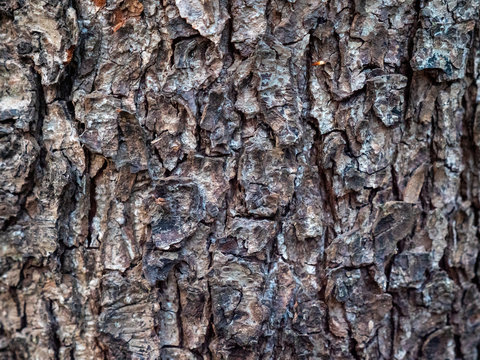 A view of tree texture