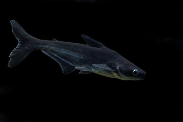 Iridescent shark, Striped catfish, Sutchi catfish (Pangasianodon hypophthalmus) isolate on black background. Catfish in the home aquarium.