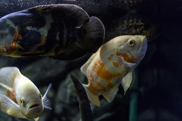 Astronotus cichlid or an Oscar. Fish from the Amazon basin. Aquariums as a hobby. Astronotus...