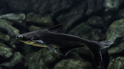 Iridescent shark, Striped catfish, Sutchi catfish (Pangasianodon hypophthalmus) isolate on black...