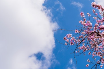 Flowering tree on a background of blue clear sky. View from below. Beautiful pink flowers in the corner of the composition. Sunny. Street, park, city. Israel. Horizontal view. Copy space.