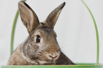 Portrait of the Easter Bunny