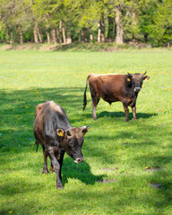 two jersey bulls stand in sunny green grassy spring meadow