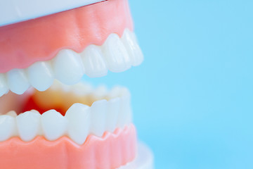 Close up macro shoot of teeth model on blue background.