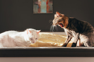 Two friendly sheared cats in a bed with striped yellow bedding sheets in sun light. Dark  wall with picture. Yawn. Funny cat screams