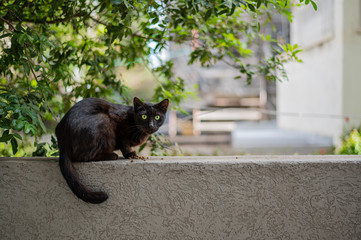 A black wild cat sits and looks into the camera with big green scared eyes. He is eating cat food. Nearby are beautiful green branches from a tree. Urban view. Copy space. Horizontal view.