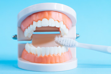 Fototapeta na wymiar Teeth model with toothbrush on blue background