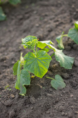 loose soil with a green sprout of cucumber.