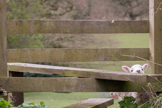 A lamb peering through an old wooden stile