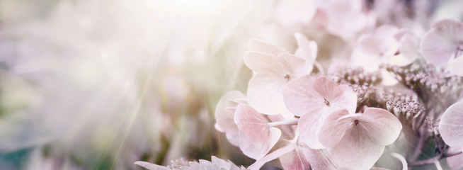 Hortensien Sonne Blumen Garten Panorama