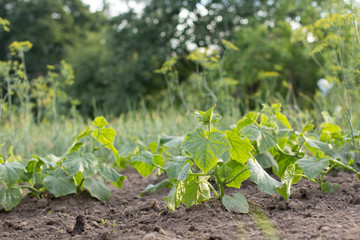 Obraz premium Young growth cucumber in a farmer's garden.