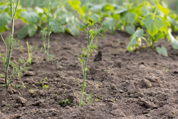 young green sprout of dill grows in the garden.