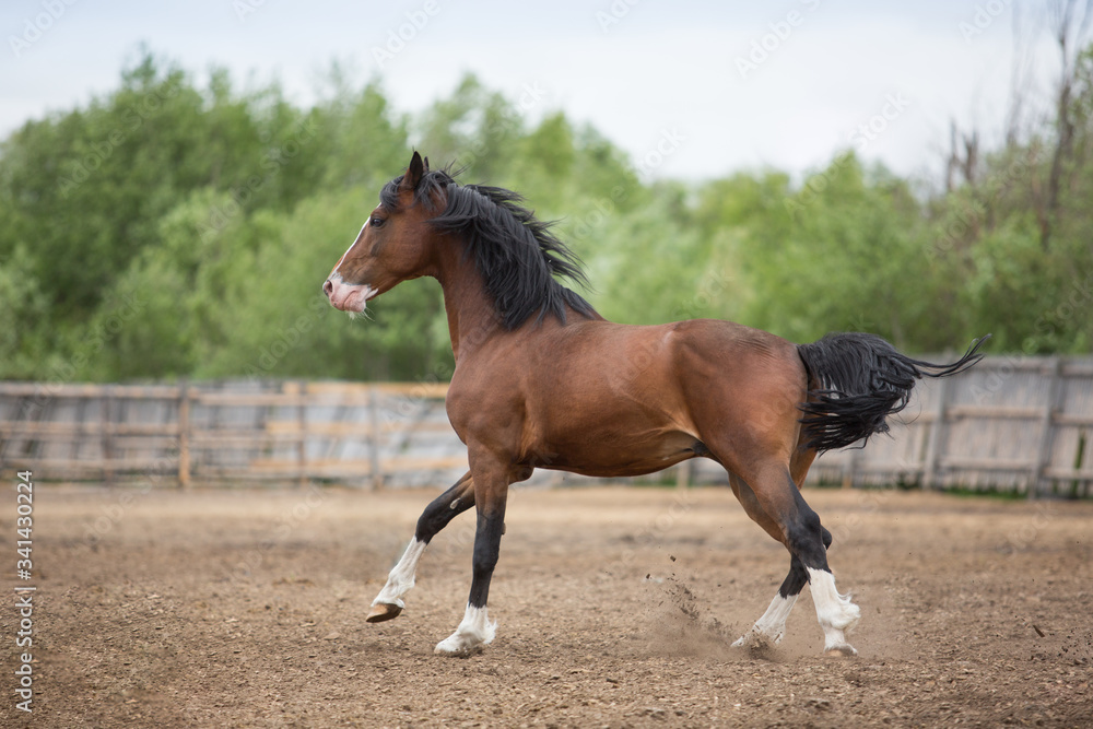 Poster Brown stallion plays in levada