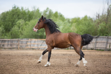 Brown stallion plays in levada