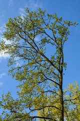 Tree top in spring, with fresh green shoots