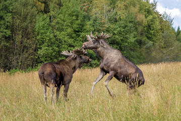 Naklejka na ściany i meble Two young moose bulls fighting for dominance on a meadow with tall grass.
