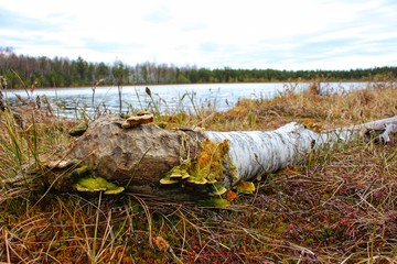 Obraz premium old birch overgrown with mushrooms