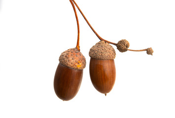 brown acorn isolated