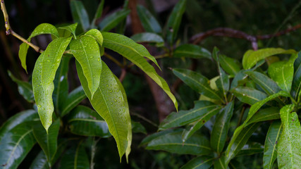 Obraz premium mango leaves in the garden