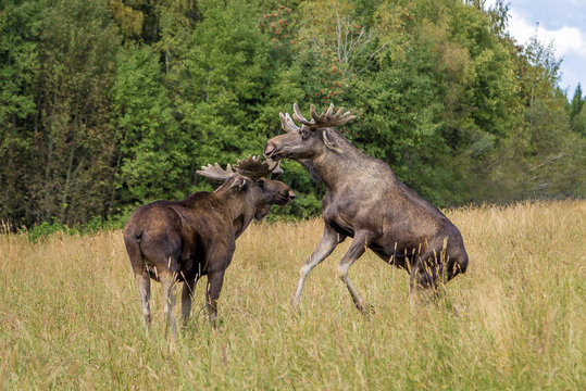 Two young moose bulls fighting for dominance on a meadow with tall grass.