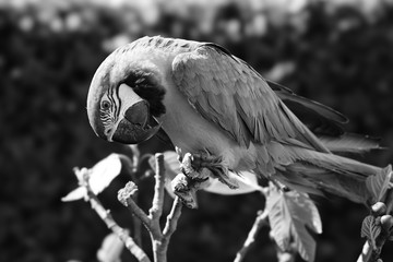 macaw in the tree
