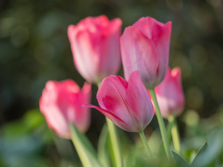 fünf pinke Tulpen mit unscharfem Hintergrund, pink Tulipa