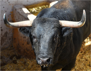 horns of strong bull