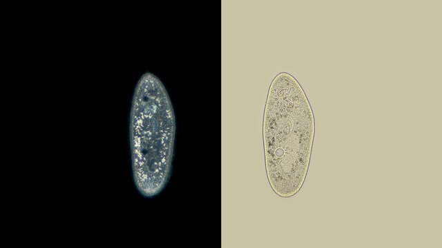 infusoria Param&eacute;cium caud&aacute;tum under microscope, class Oligohymenophorea, order Peniculida, family Parameciidae, lives in fresh water, feeds on decaying organic matter and can be found in an aquarium