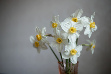 Fototapeta na wymiar daffodils in vase