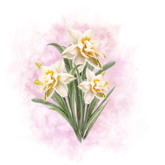 Illustration of a bouquet of terry daffodils on a pink background
