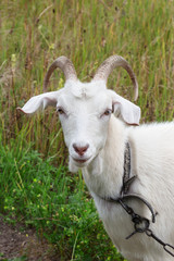 Goat on meadow in summer day