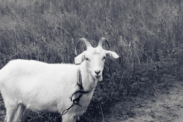 Obraz premium Goat on meadow in summer day