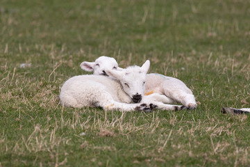 Obraz premium Two cute lambs asleep in a field