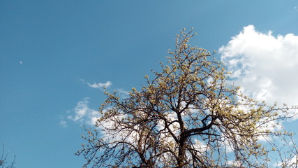 Apricot flowers.  Snow on the branches.  Flowering branches against the sky and clouds. Tree branches against blue sky