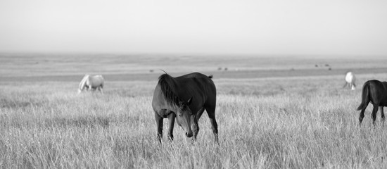 Herd of horses grazing in evening pasture