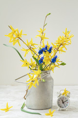 Bouquet of yellow flowers of Forsythia in old vintage aluminium can and alarm clock, rural background, concept of arrival of spring or summer