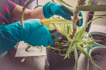 young woman cuts off seedlings with pruner shears from the aloe mother plant