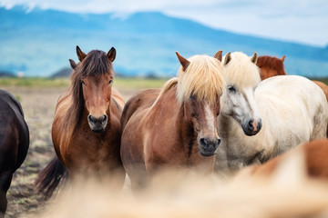 Fototapeta premium Horses in Iceland. Wild horses in a group. Horses on the Westfjord in Iceland. Composition with wild animals. Travel - image