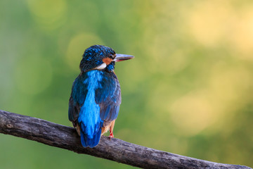 kingfisher (alcedo atthis) in natural habitat
