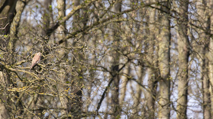 A sparrowhawk perched in a tree against a woodland background
