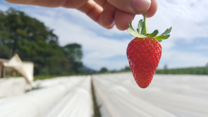 Close up on a strawberry. Greenhouse rows at the background, , an agricultural farm of strawberry...