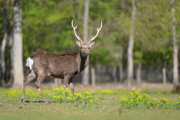Sika deer stag  in a wildlife park with forest background