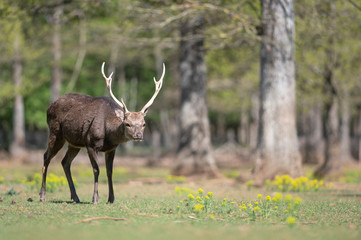 Naklejka na ściany i meble Sika deer stag in a wildlife park with forest background