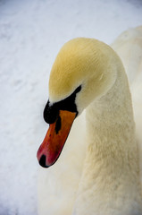 Portret łabędzia © Marcin